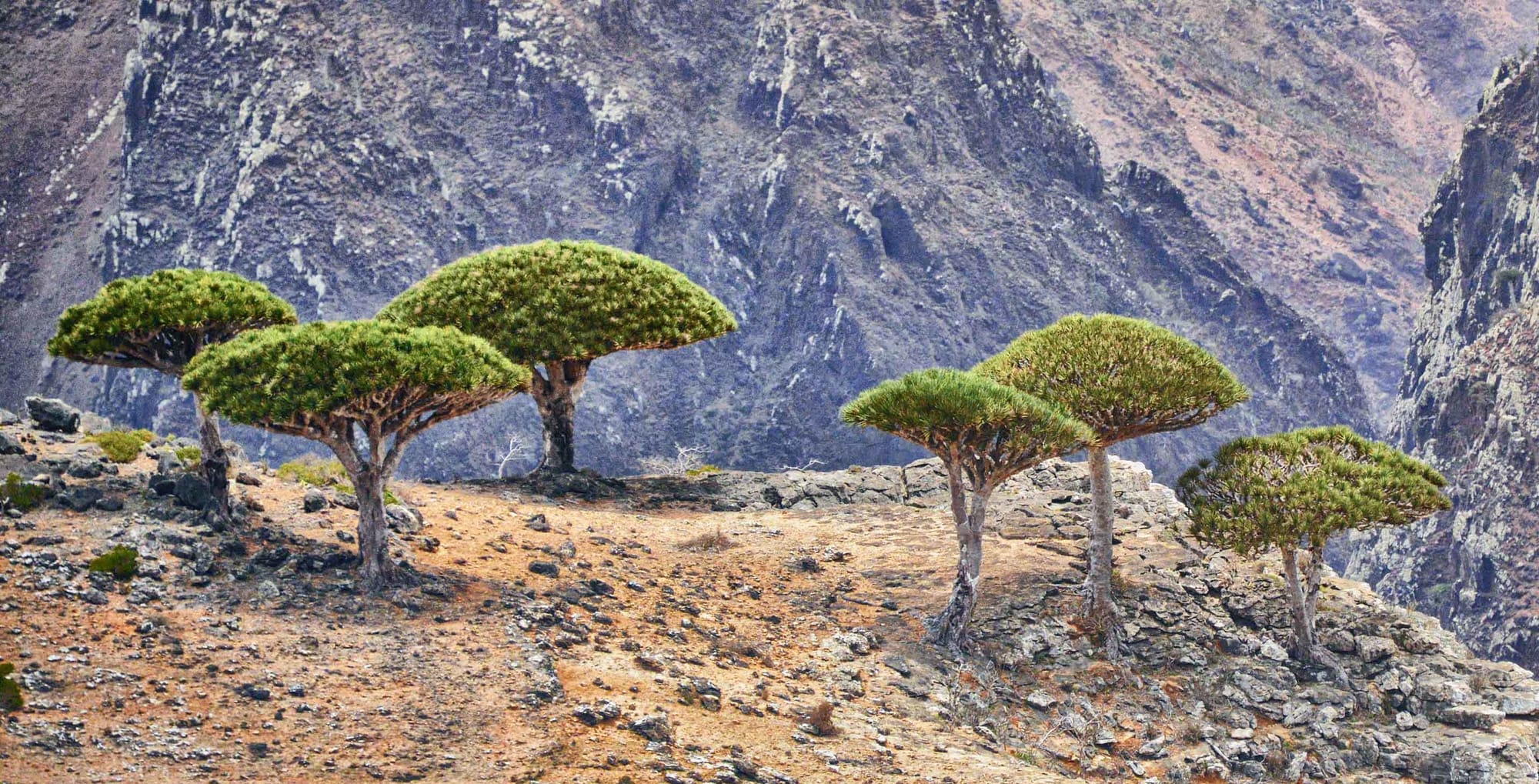 A Successful Adaptation to Failure: the Portuguese on the island of Socotra during the sixteenth century