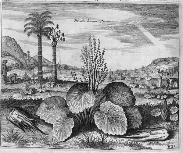 Speculating with Rhubarb: The Cargo of the Vrede